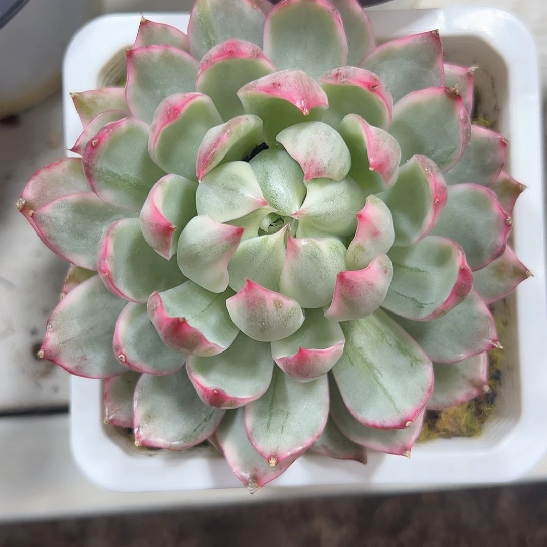 女王玛丽亚锦多肉植物