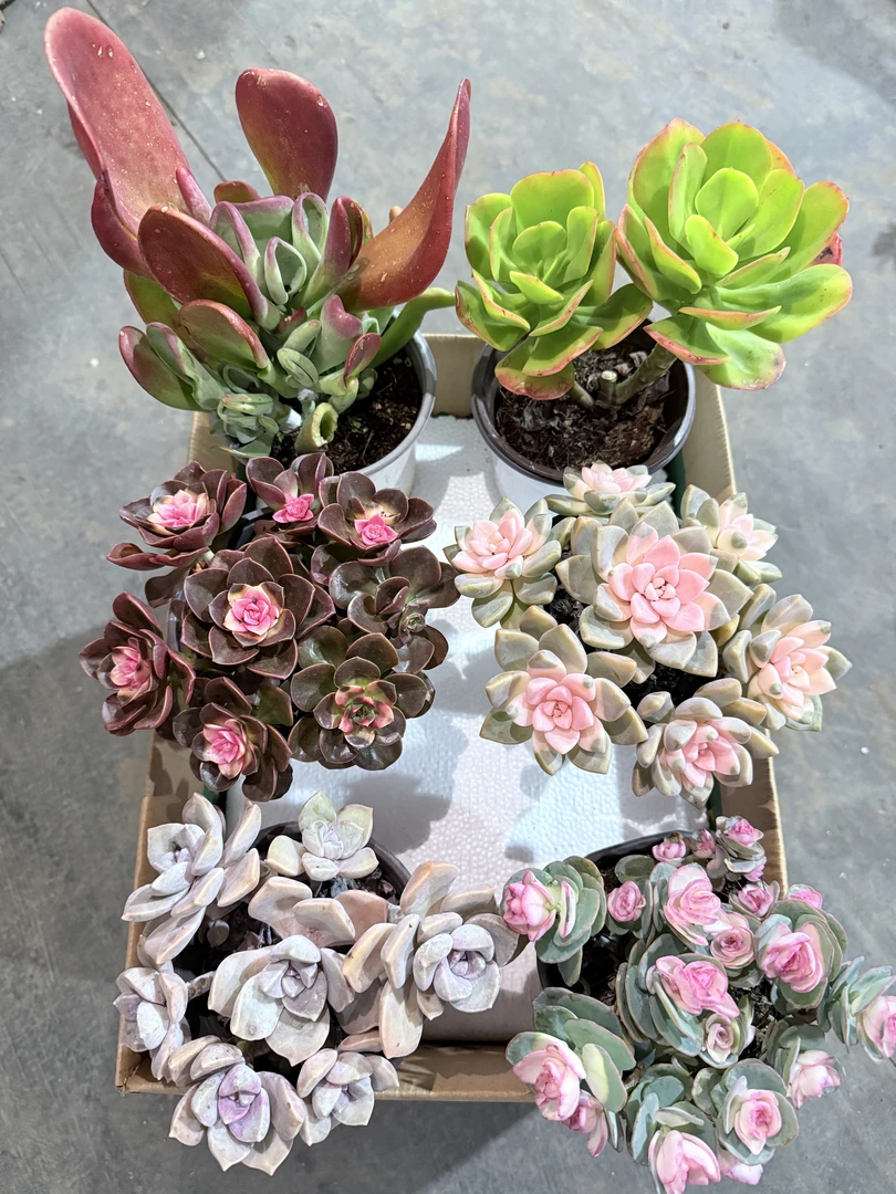 （6盆精品多肉满满一箱）多肉植物带盆带土种好栽好不重复发货