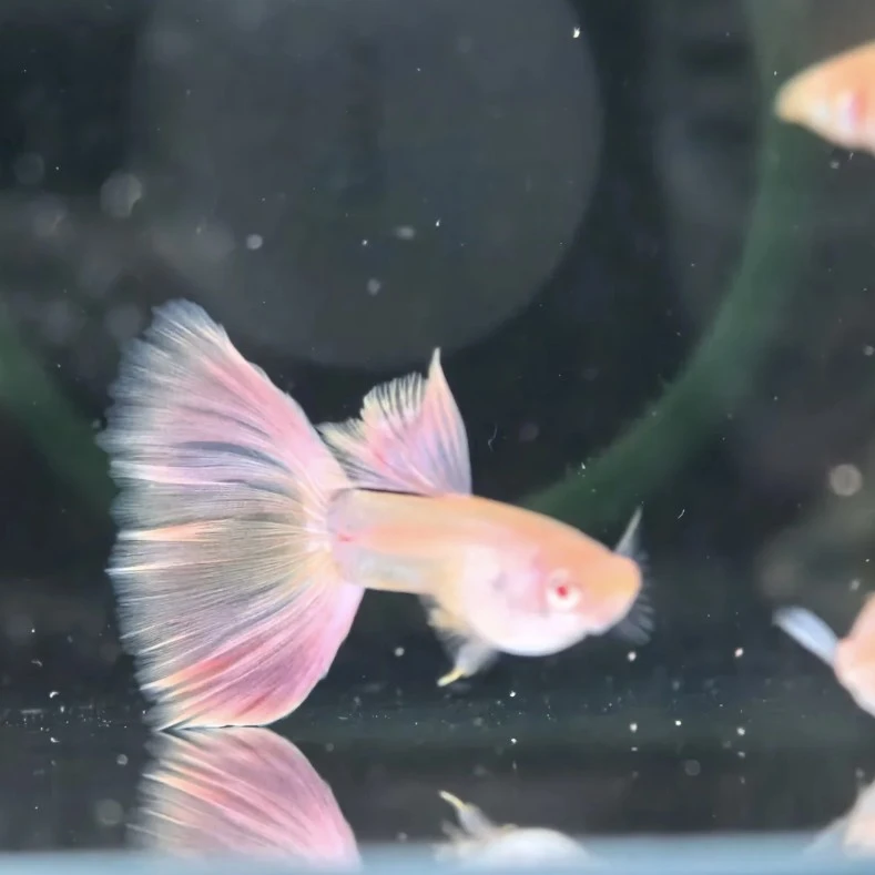 金粉孔雀鱼一对两条凭开箱视频包路损 拍两对送一对备损