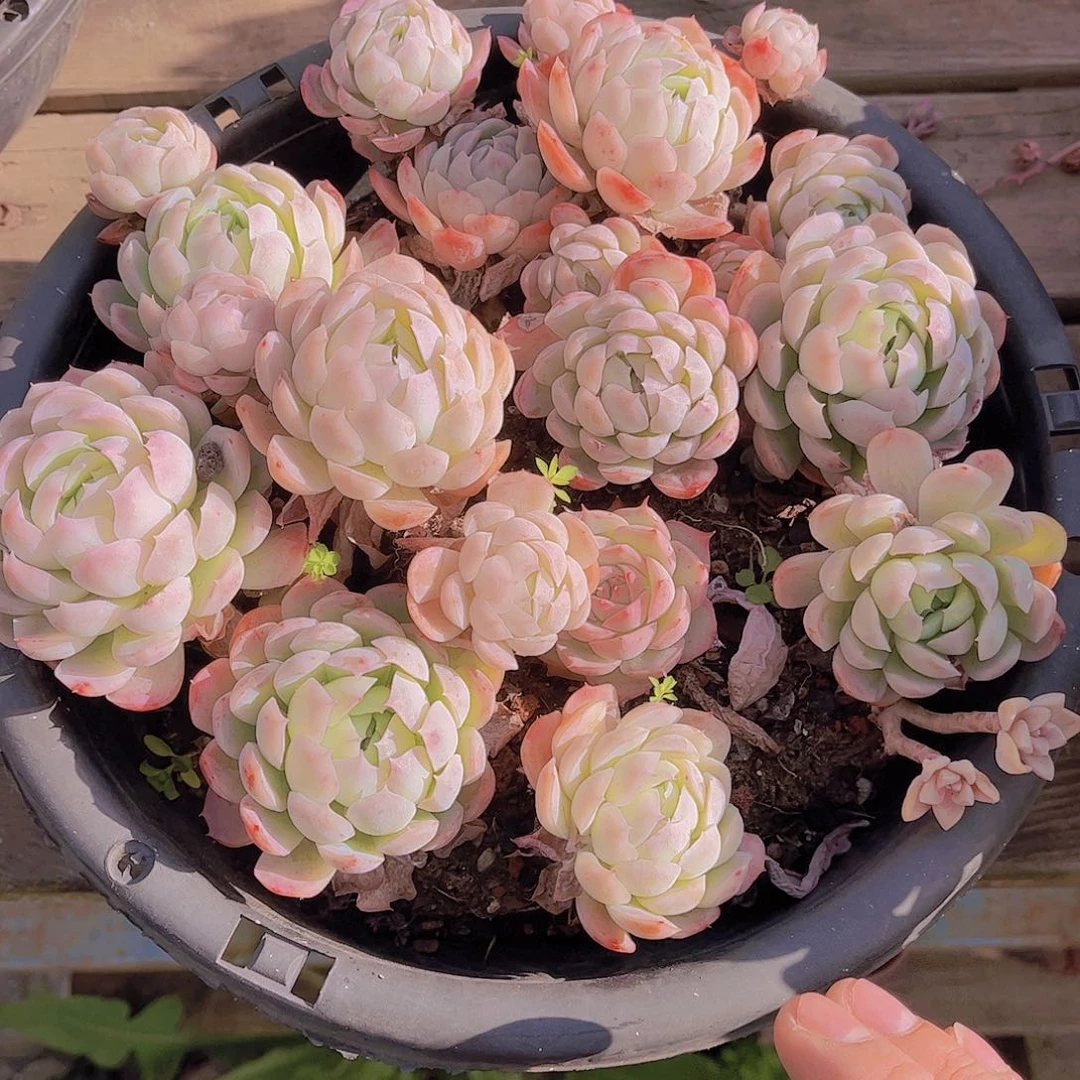 芳*多破老桩多肉老桩