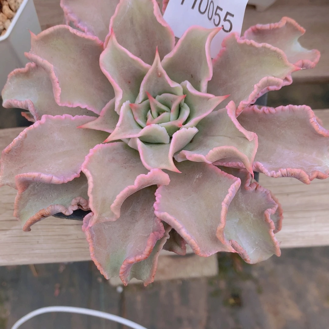 *****闪购多肉1棵红饺子皮
