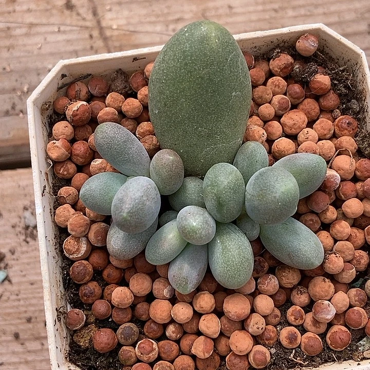 *****糖果美人多肉植物