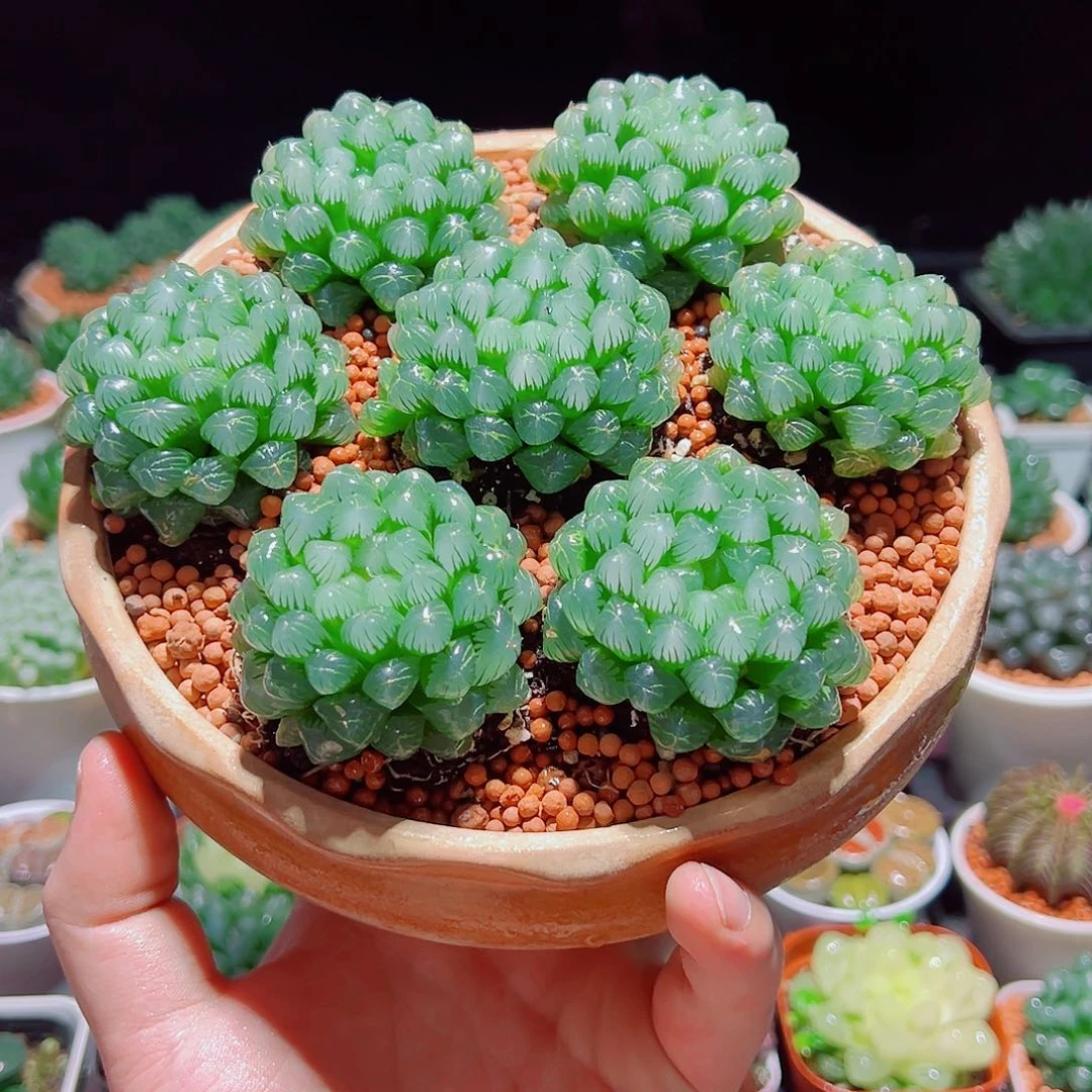 糯姬3颗多肉多肉多肉