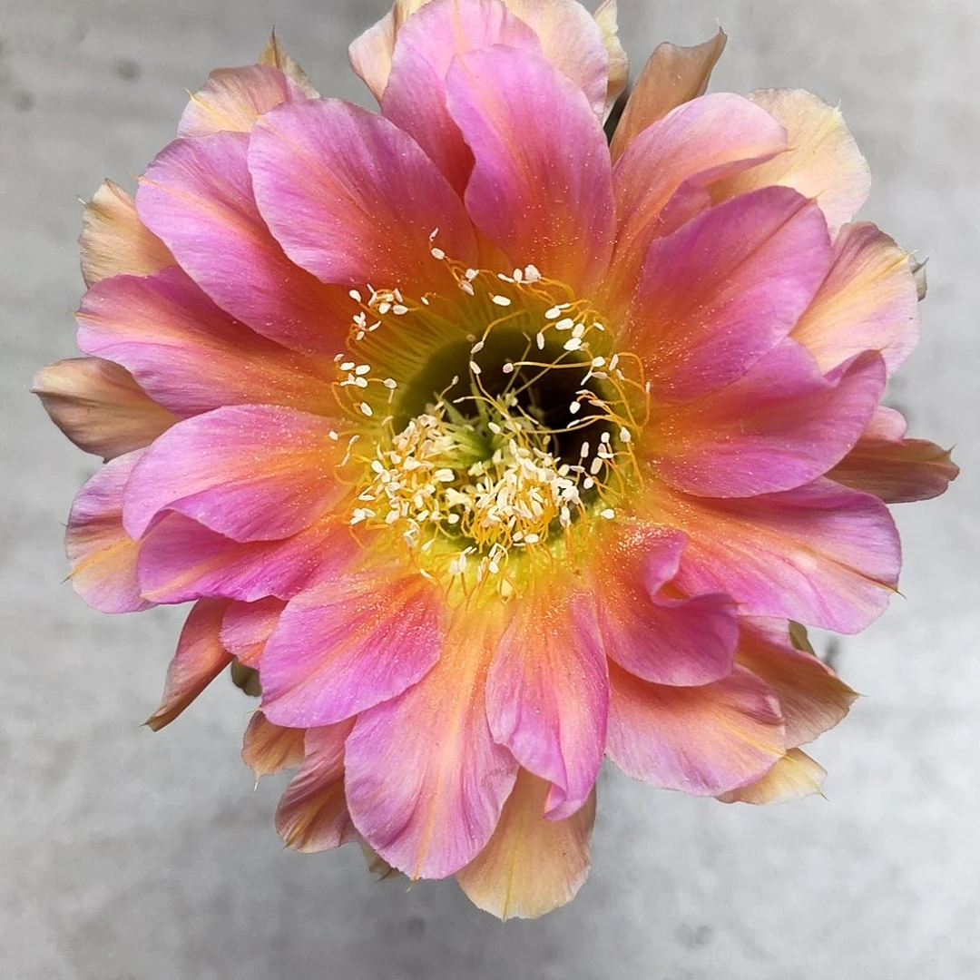 金刚橙花6公分左右