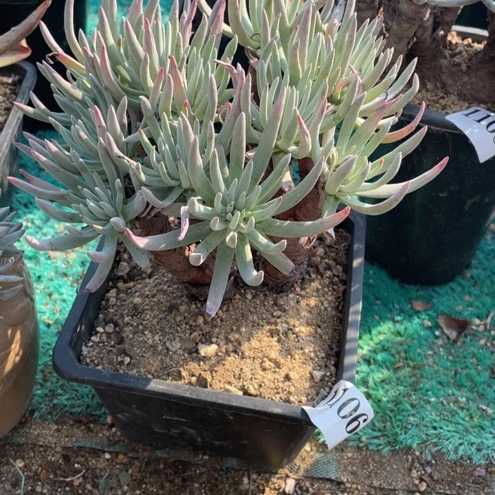106号白鹭多肉植物