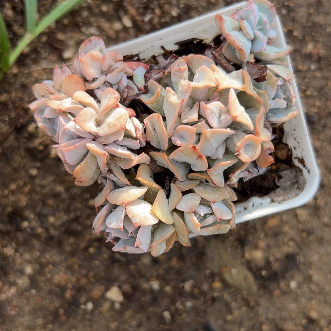 烈**心富多在中央音乐学院中央音乐学院