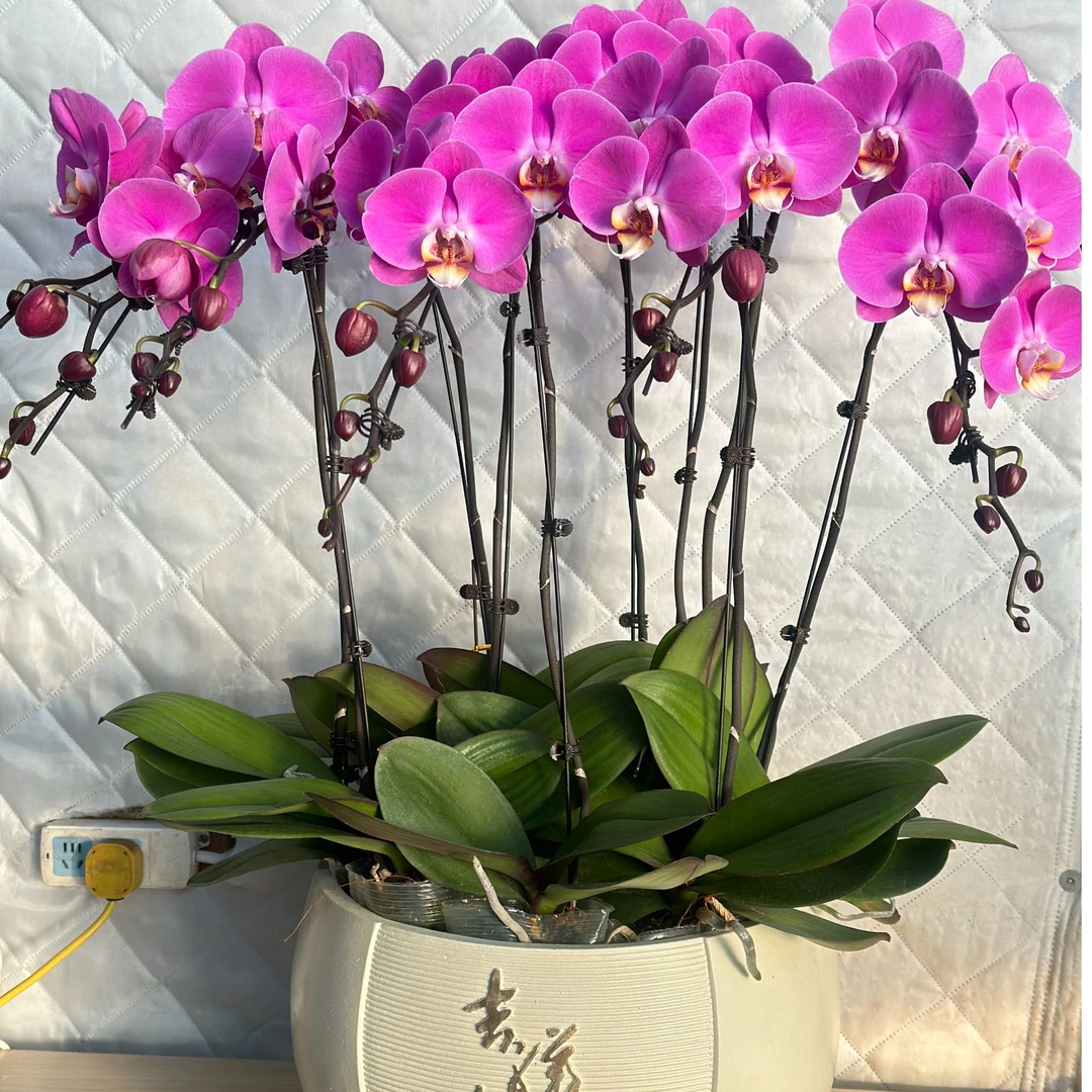 粉图蝴蝶兰盆栽盆景带花剑四季开花