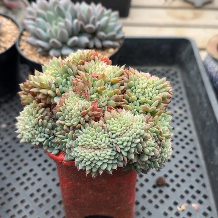 白胖子缀化五十包邮老桩