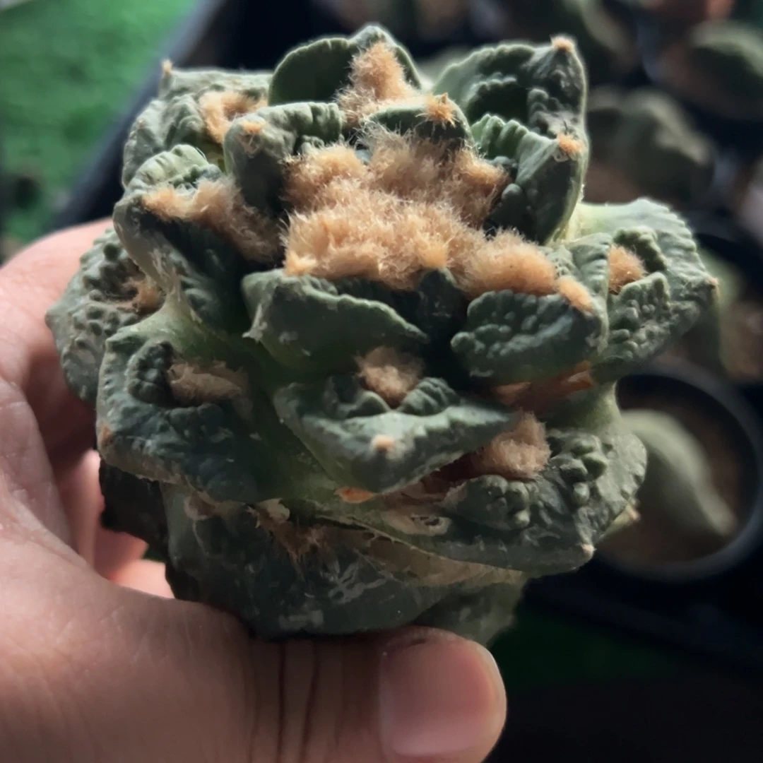 福利龟甲牡丹仙人球026