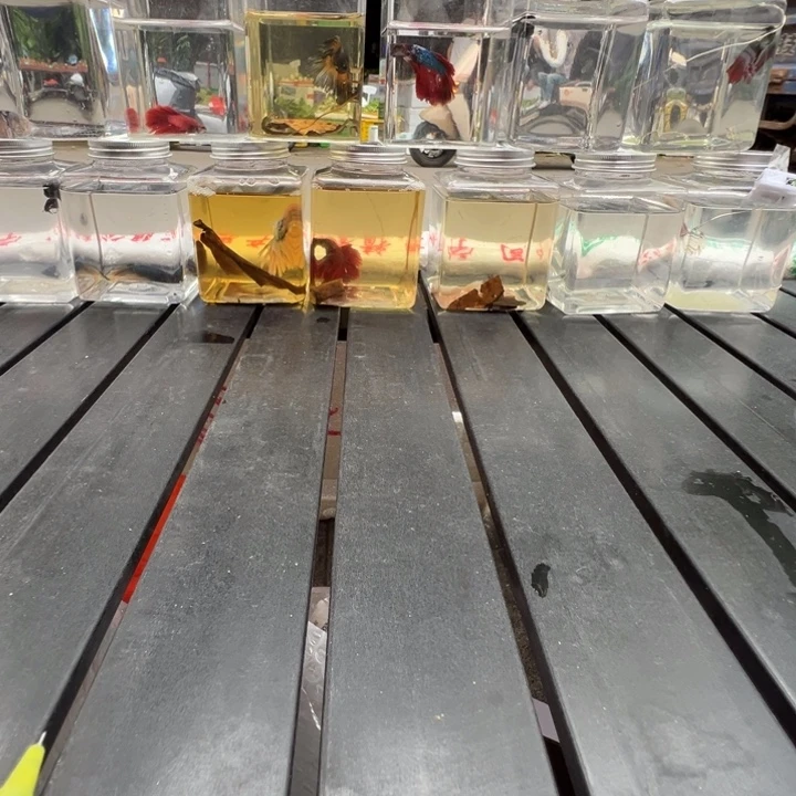 微损可恢复半月公鱼5条