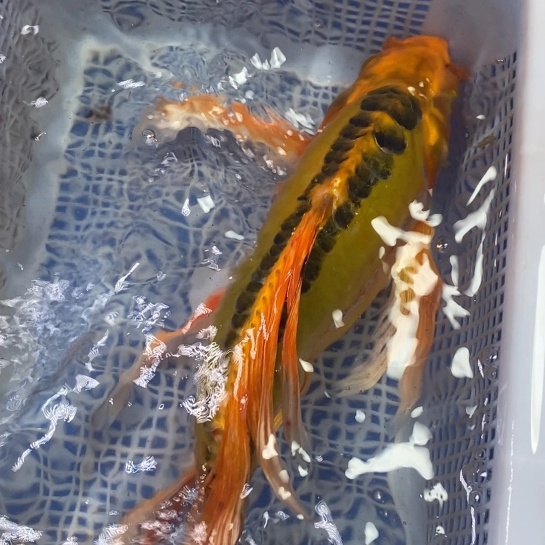 锦鲤冷水锦鲤包邮