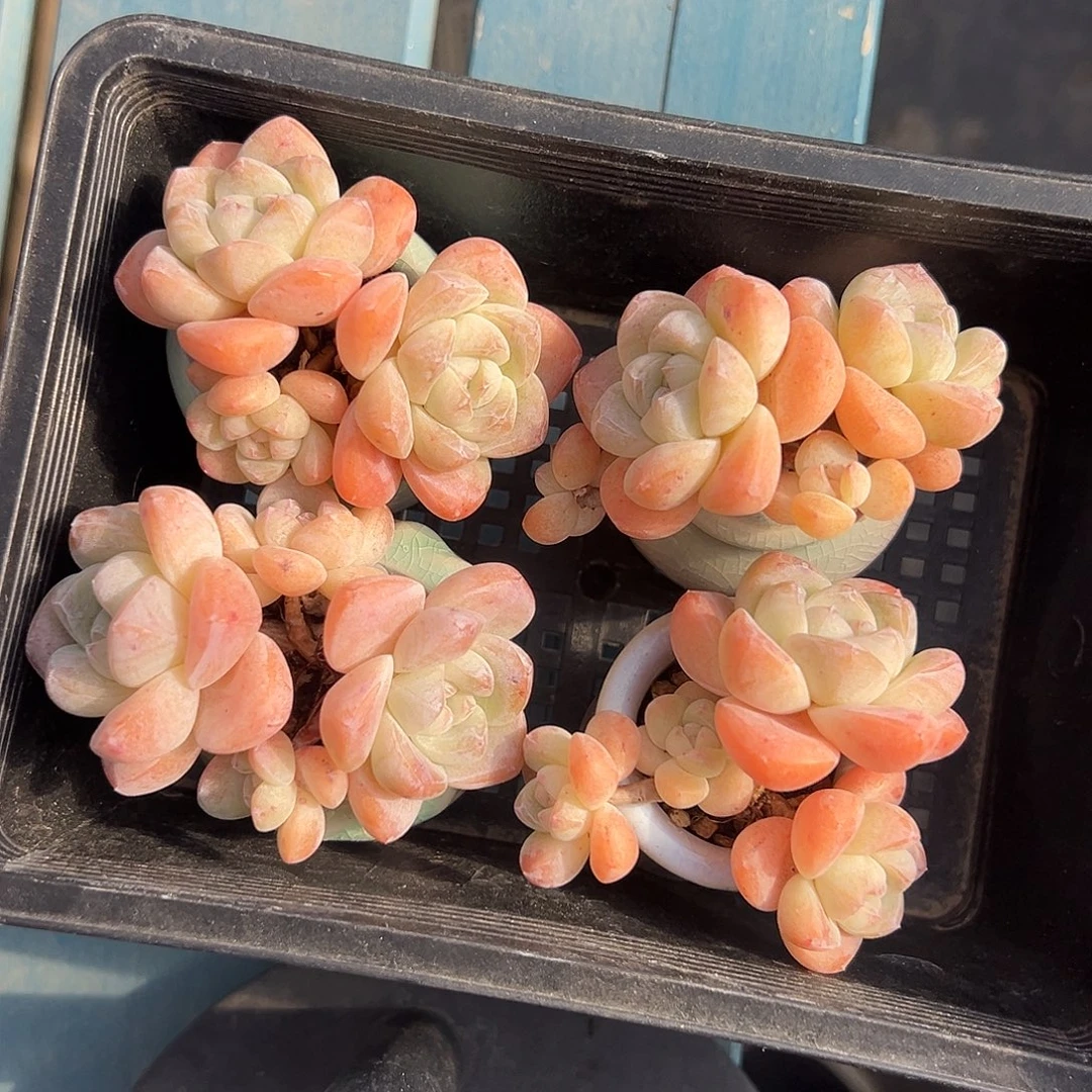 2430，四个三头冰玉带盆发信息