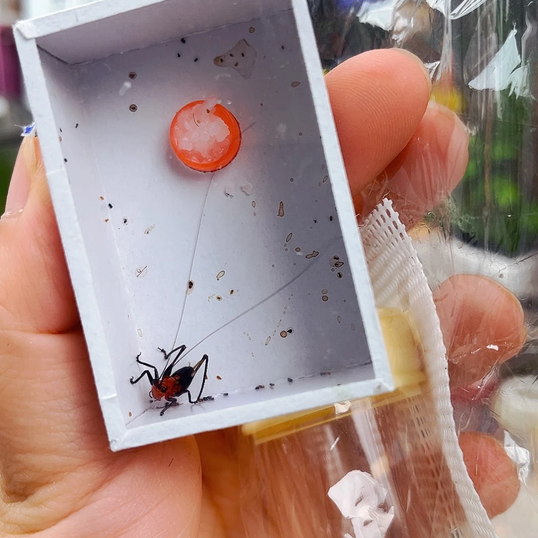 竹铃桶送红精灵怕拍拍