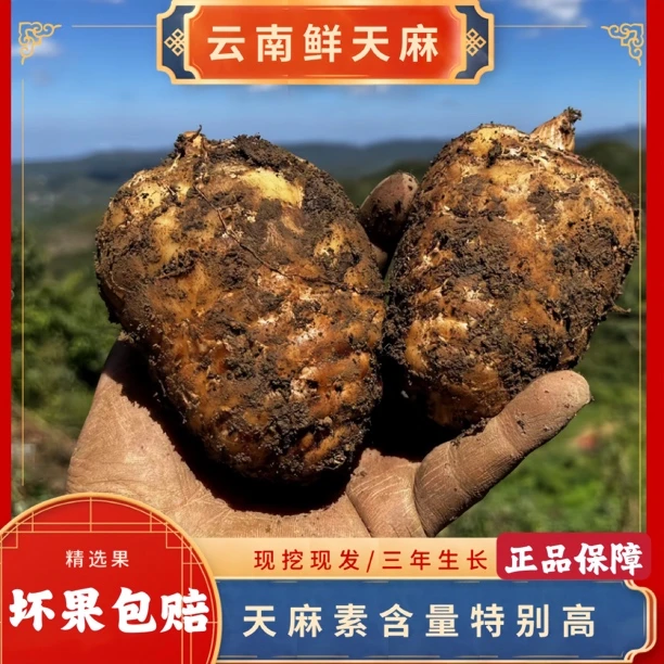 【新鲜天麻】云南昭通小草坝生天麻林下仿野生种植乌天麻煲汤养生