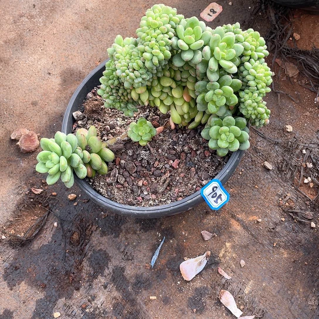 905香格里拉 一物一拍多肉