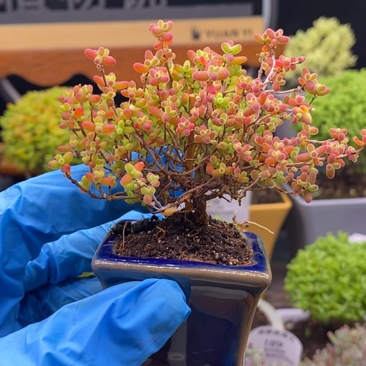 我***贝无花朵187蜜橘。