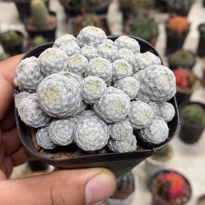 肌春心群特价福利