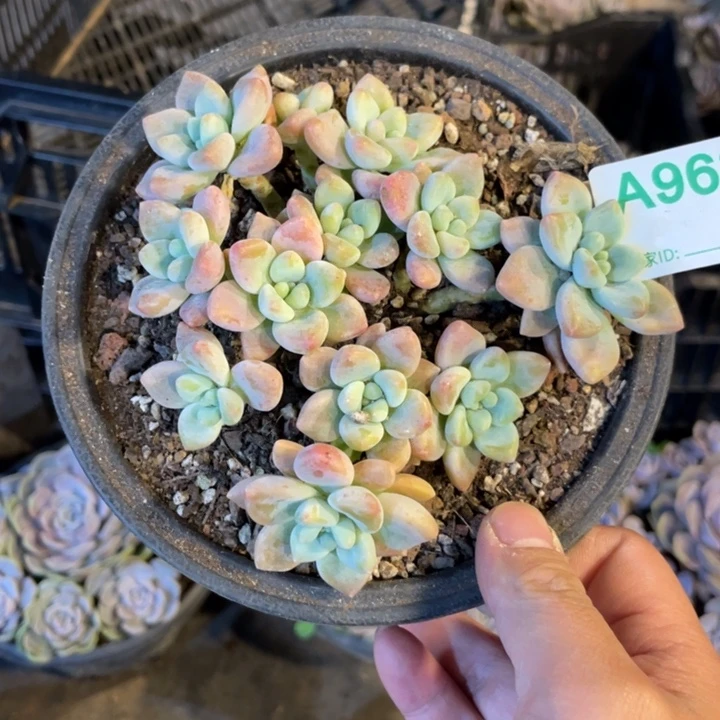 963 满20包邮脱土发货