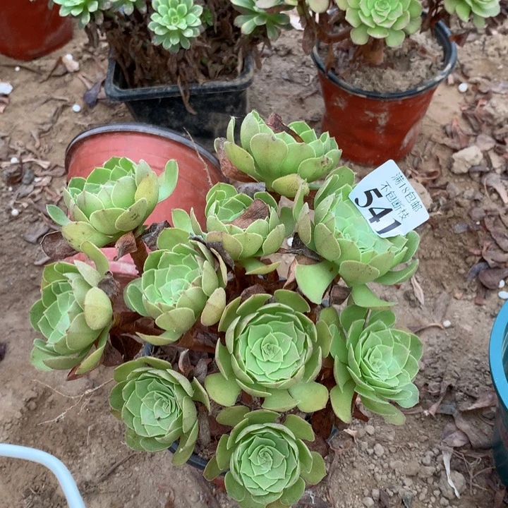 541沙拉碗绣球1号棚
