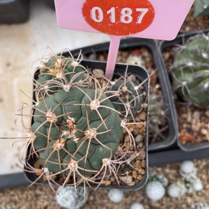 用***6实生仙人球一盒01870187