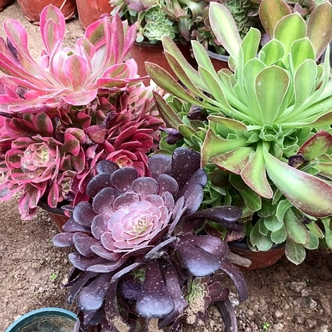 3棵玫瑰玫瑰玫瑰