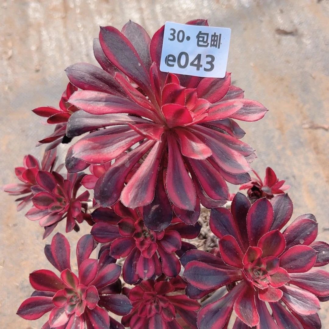 妃**@043 处理多肉法师