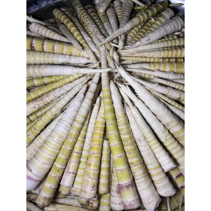 云南野生新鲜刺竹笋煮熟真空发货口感鲜嫩