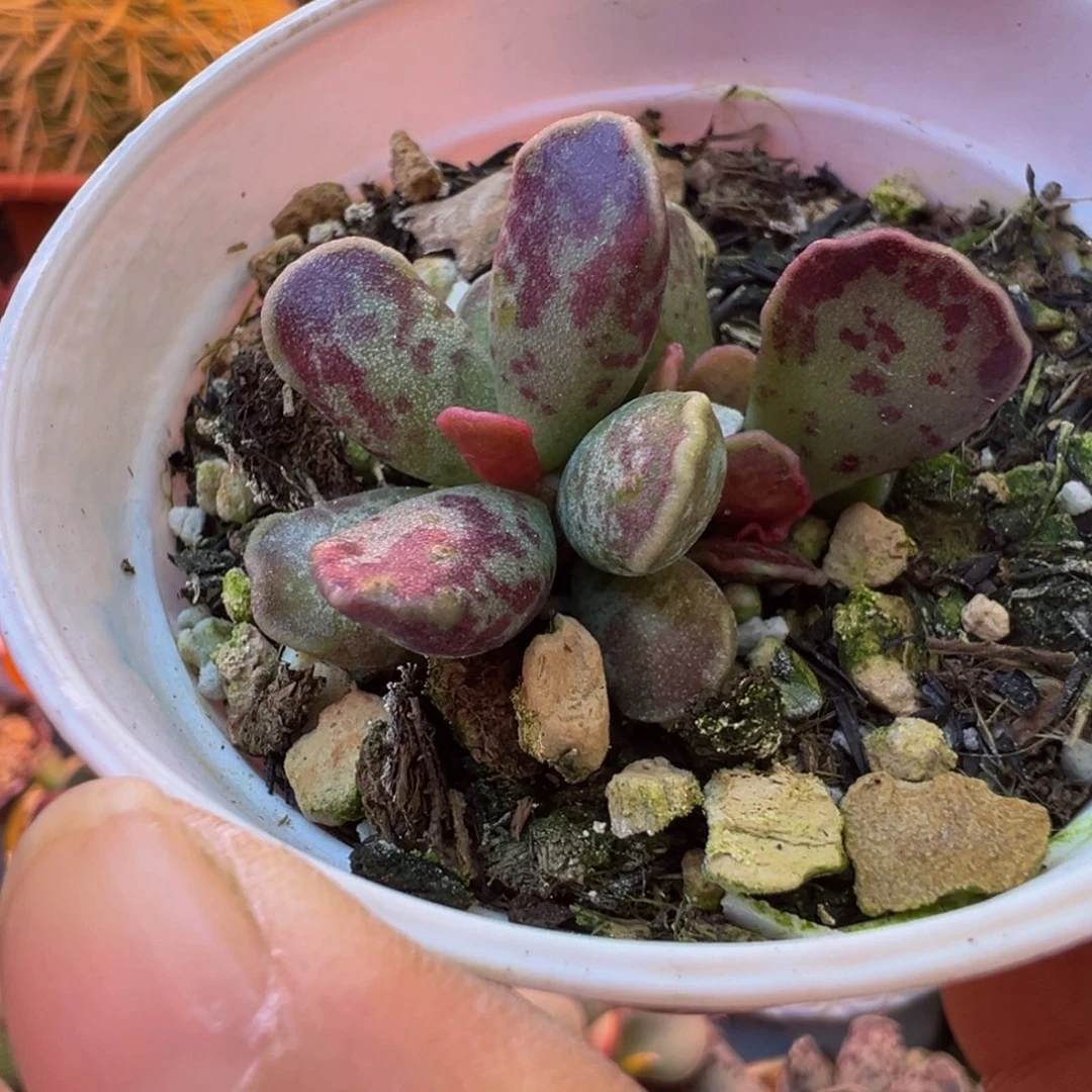 我的小伙伴都在？！