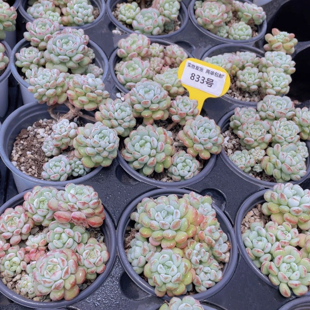 833号 萌豆老桩大群生一个