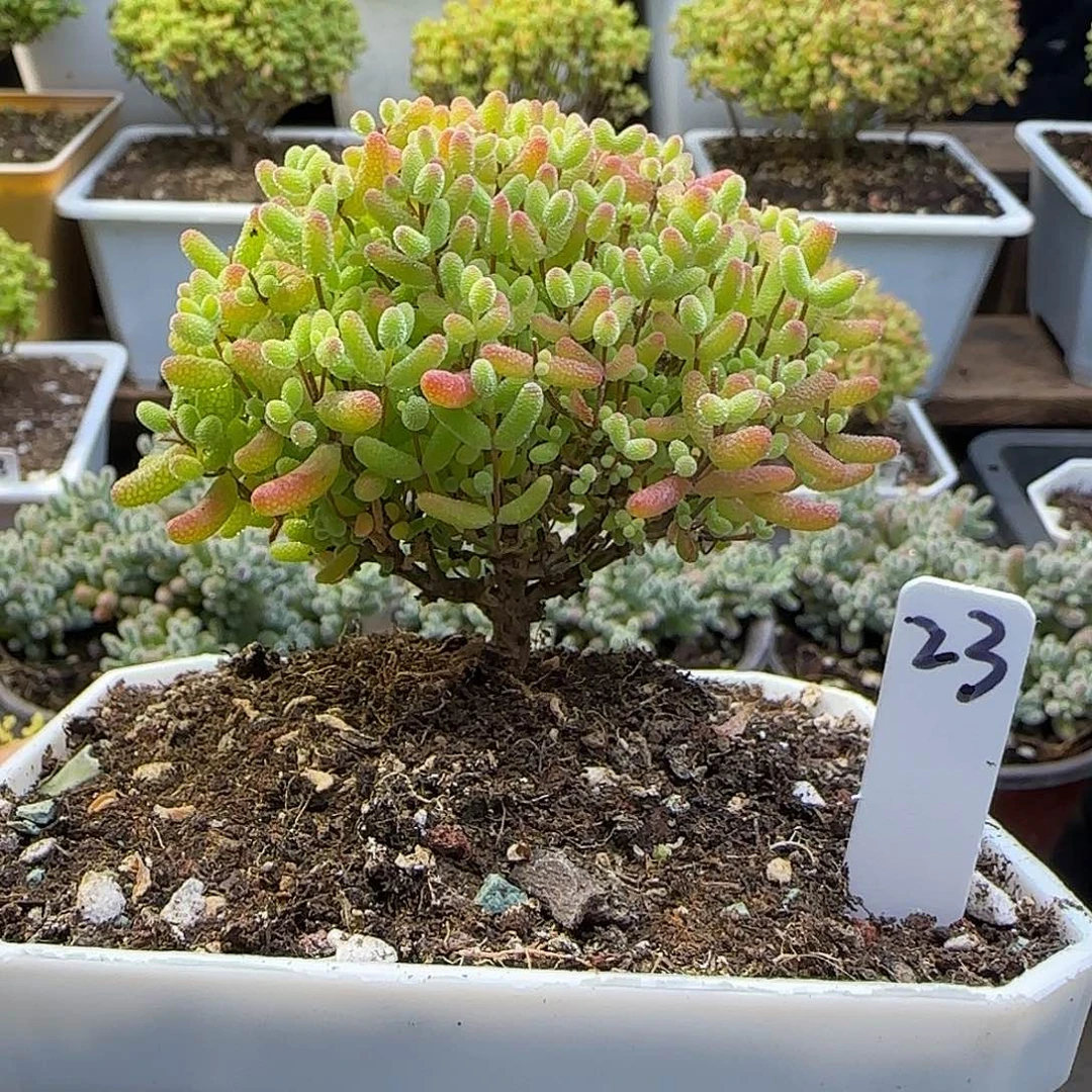 蜜橘糖球一物一拍