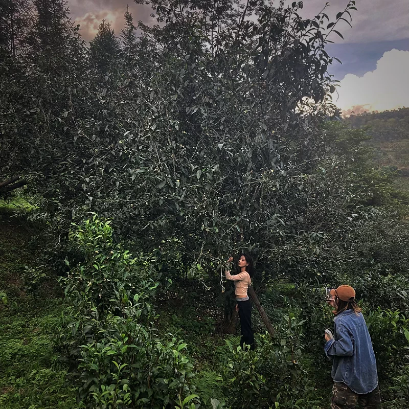 缅华古树2025公弄古树春茶散茶青稞麦芽香口感绵密软糯200克