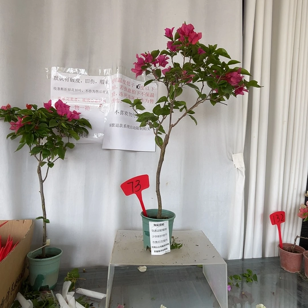 当前无花栽培后可以开花73同安红有旧伤破皮