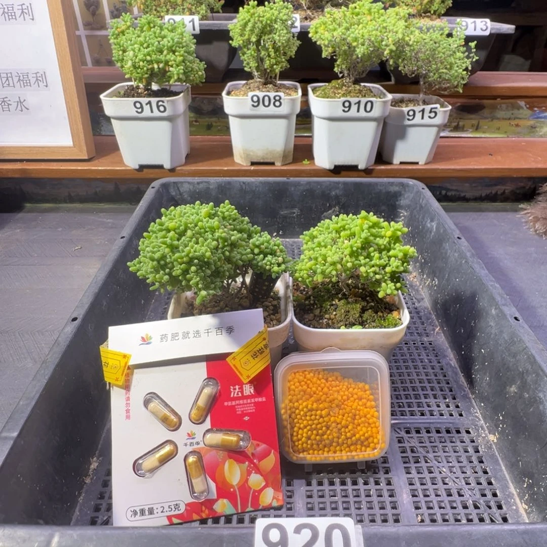 枝干番杏多肉植物920乐