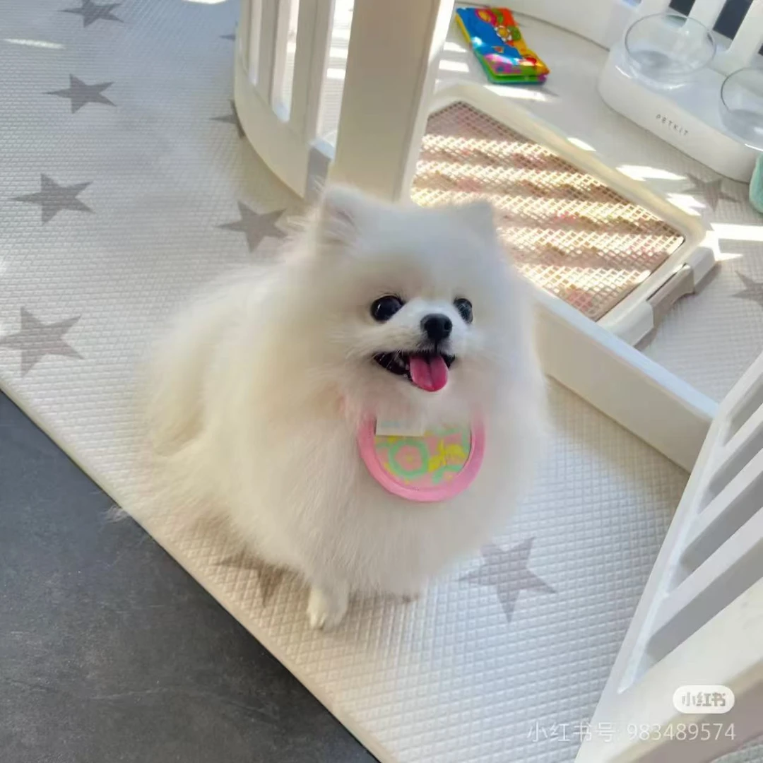 【大岩家】高端博美茶杯犬