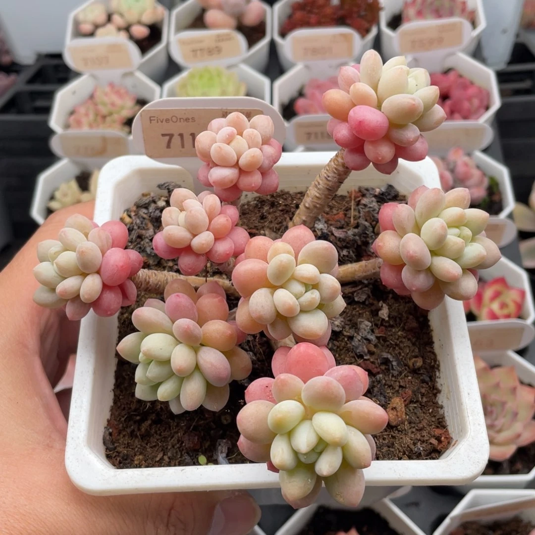 鱼子酱7115-13厘米