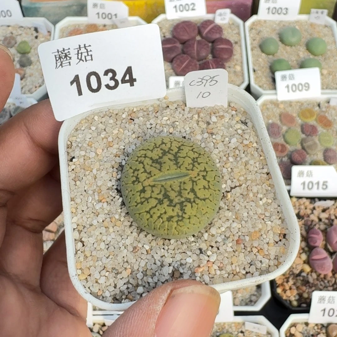 蘑菇蘑菇1034-黄日轮