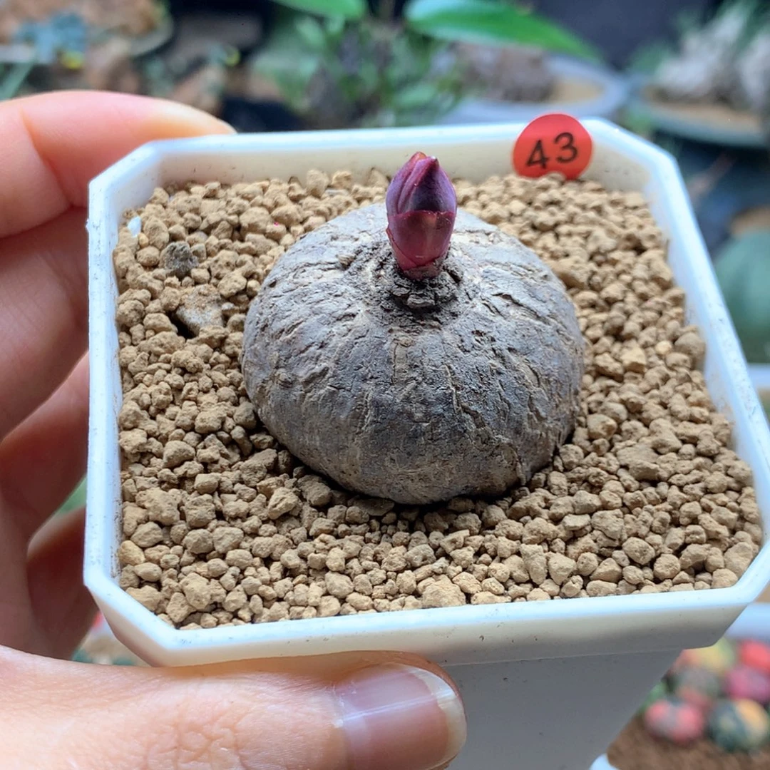 玫瑰大戟带盆多肉43