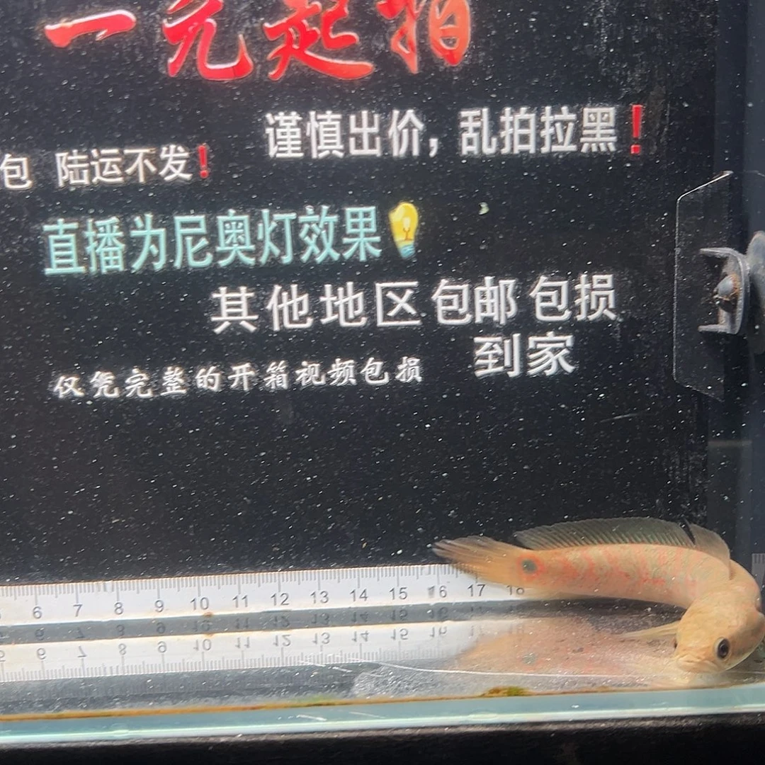 雷龙鱼七星雷龙鱼
