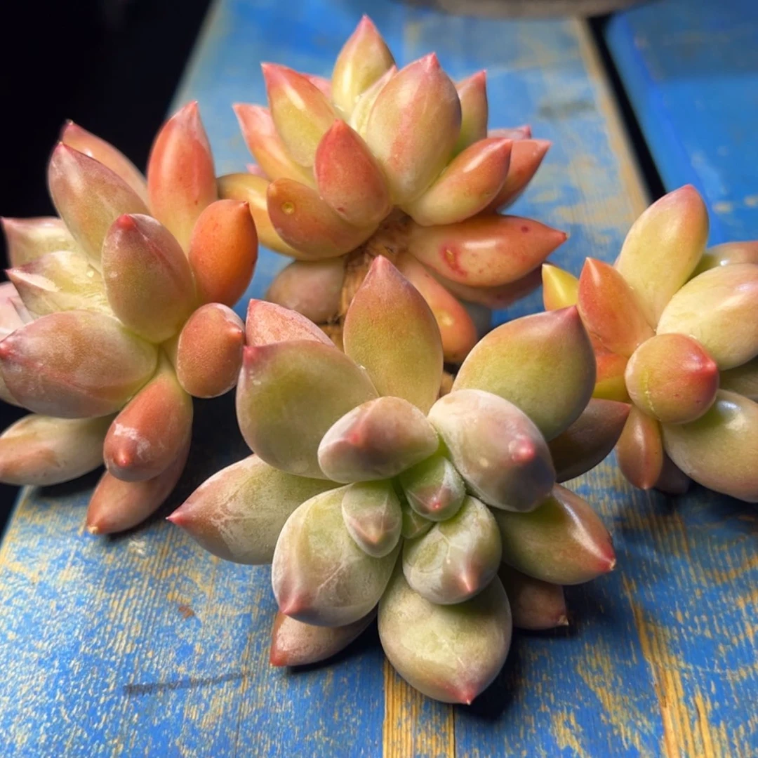 【闪购商品】重楼多肉29.8