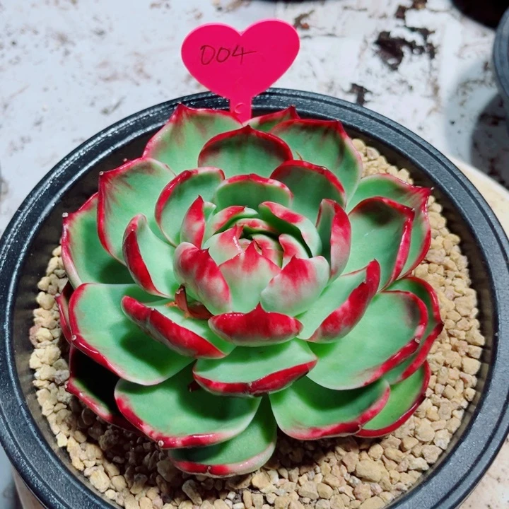 惊鸿仙子多肉植物04