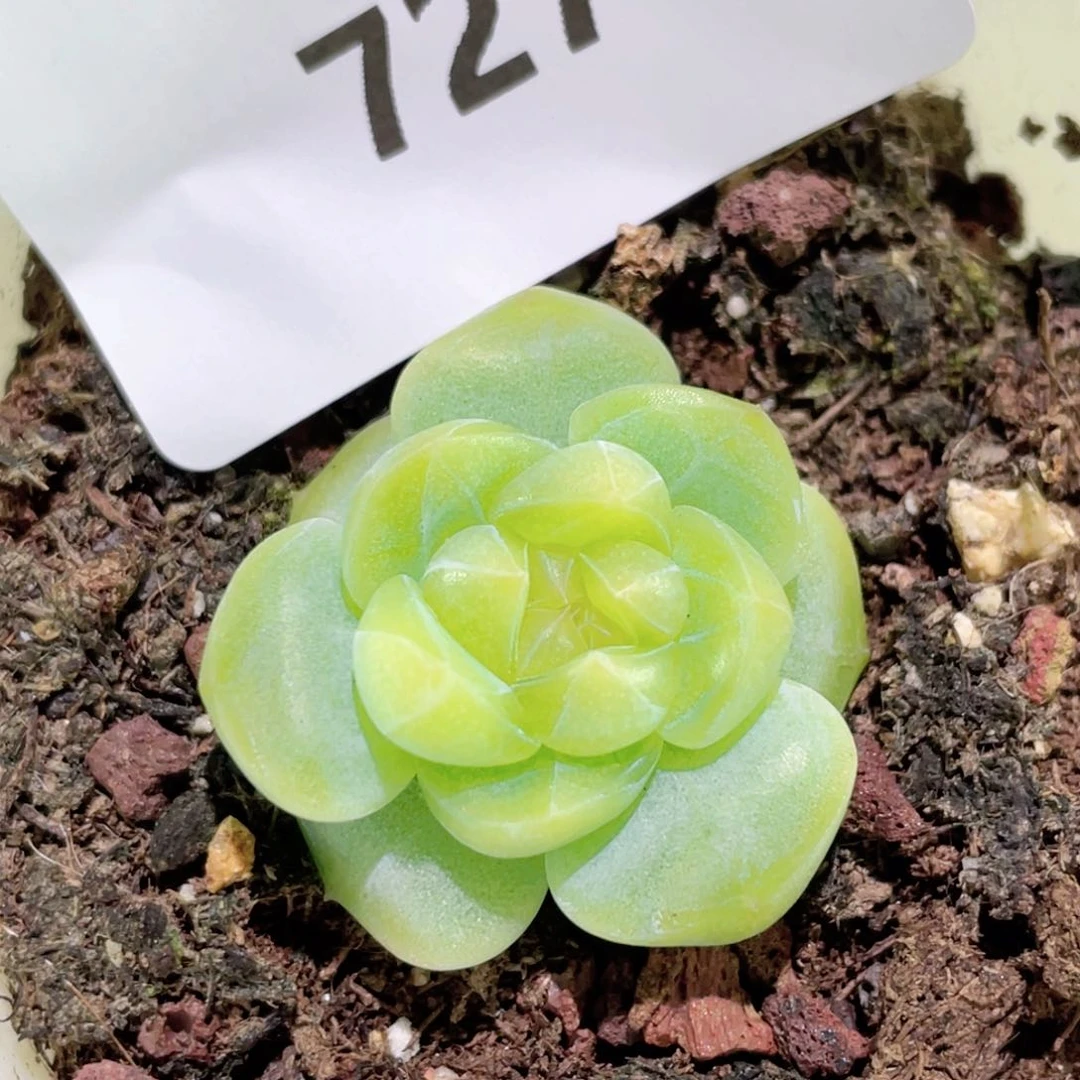 727号糖心冰心珍妮