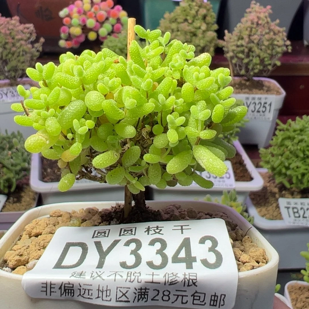 3343蜜橘糖球一物一拍