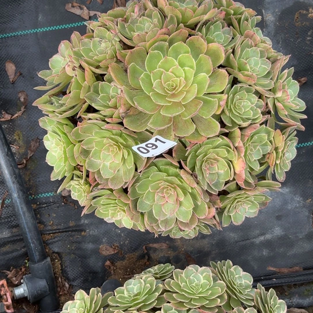 091莲花座多肉植物发货