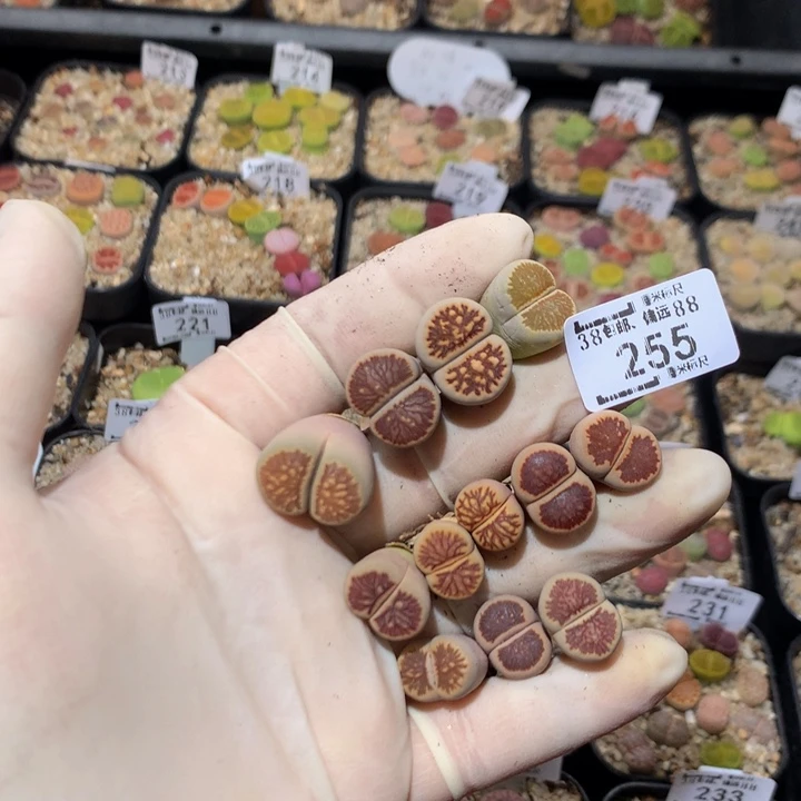 小*乖Zzz精品生石石255