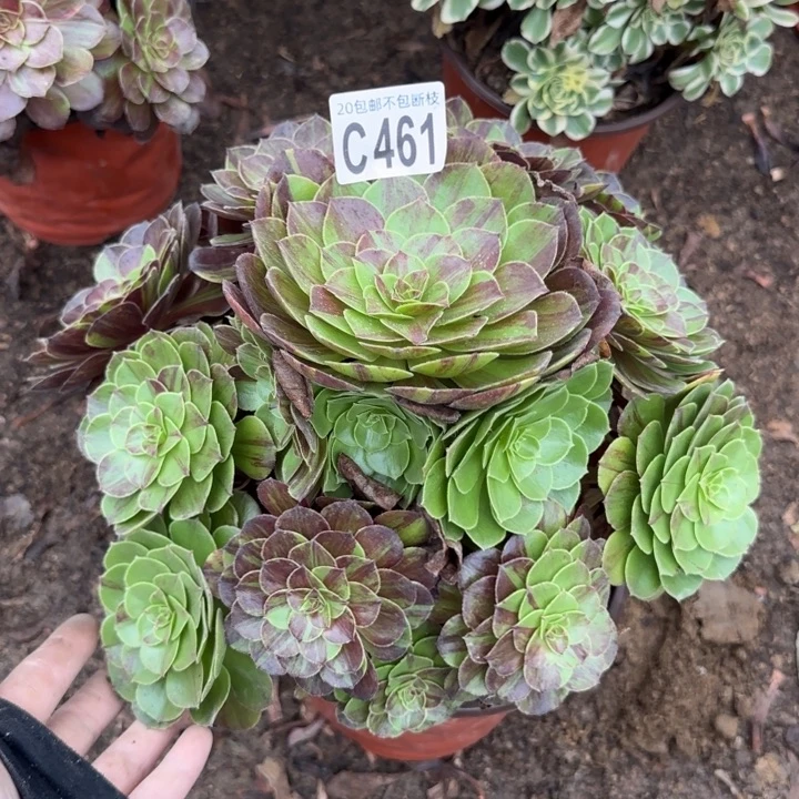 花月夜……多肉植物……