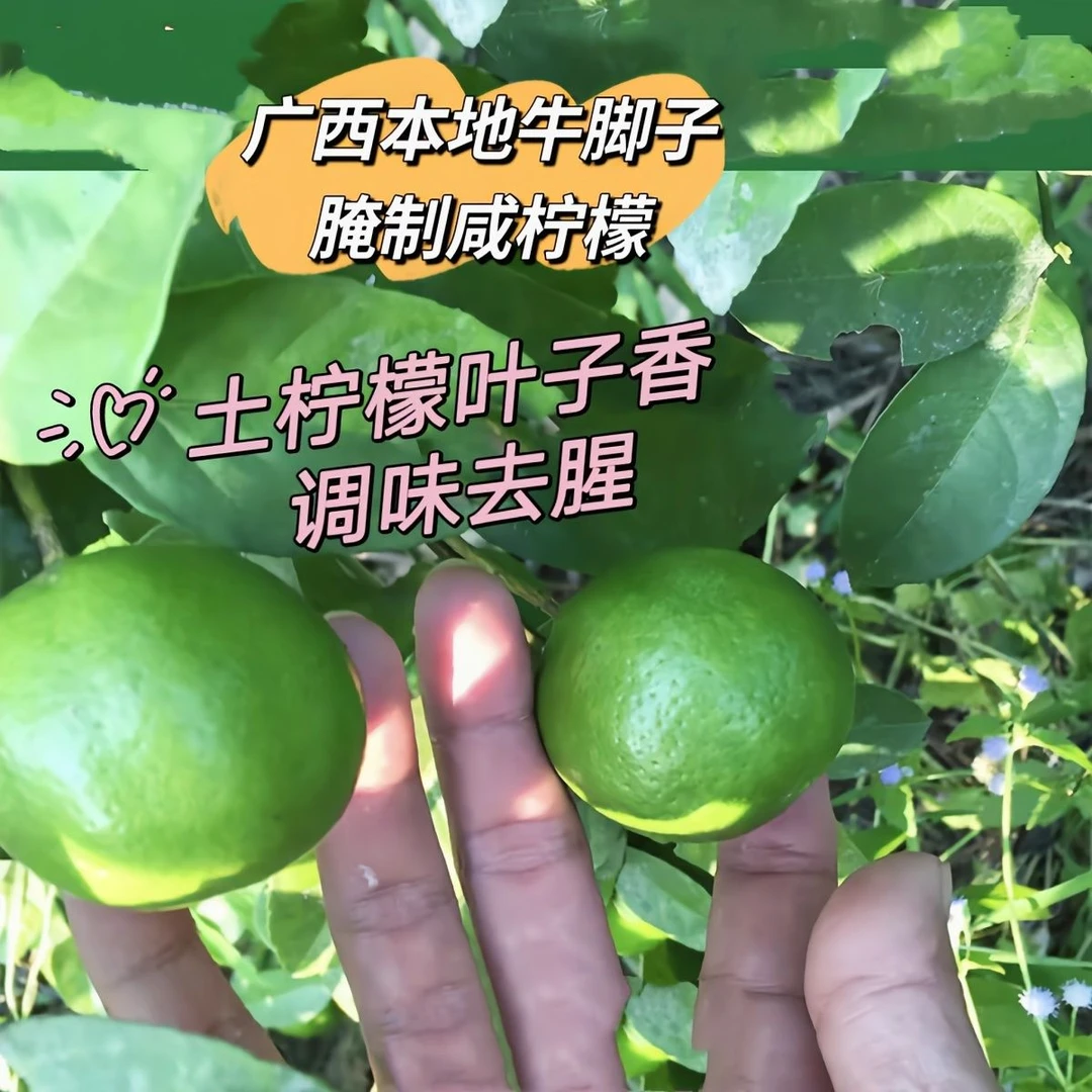 广西土柠檬树苗正宗薄皮柠檬苗可泡咸柠檬柠檬树盆栽地栽耐寒