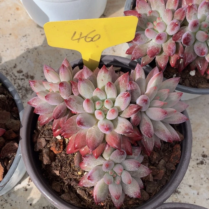 多肉植物273773737