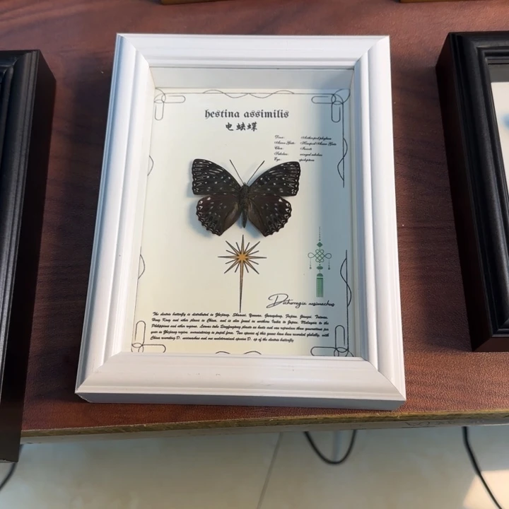 蝴蝶标本蝴蝶标本