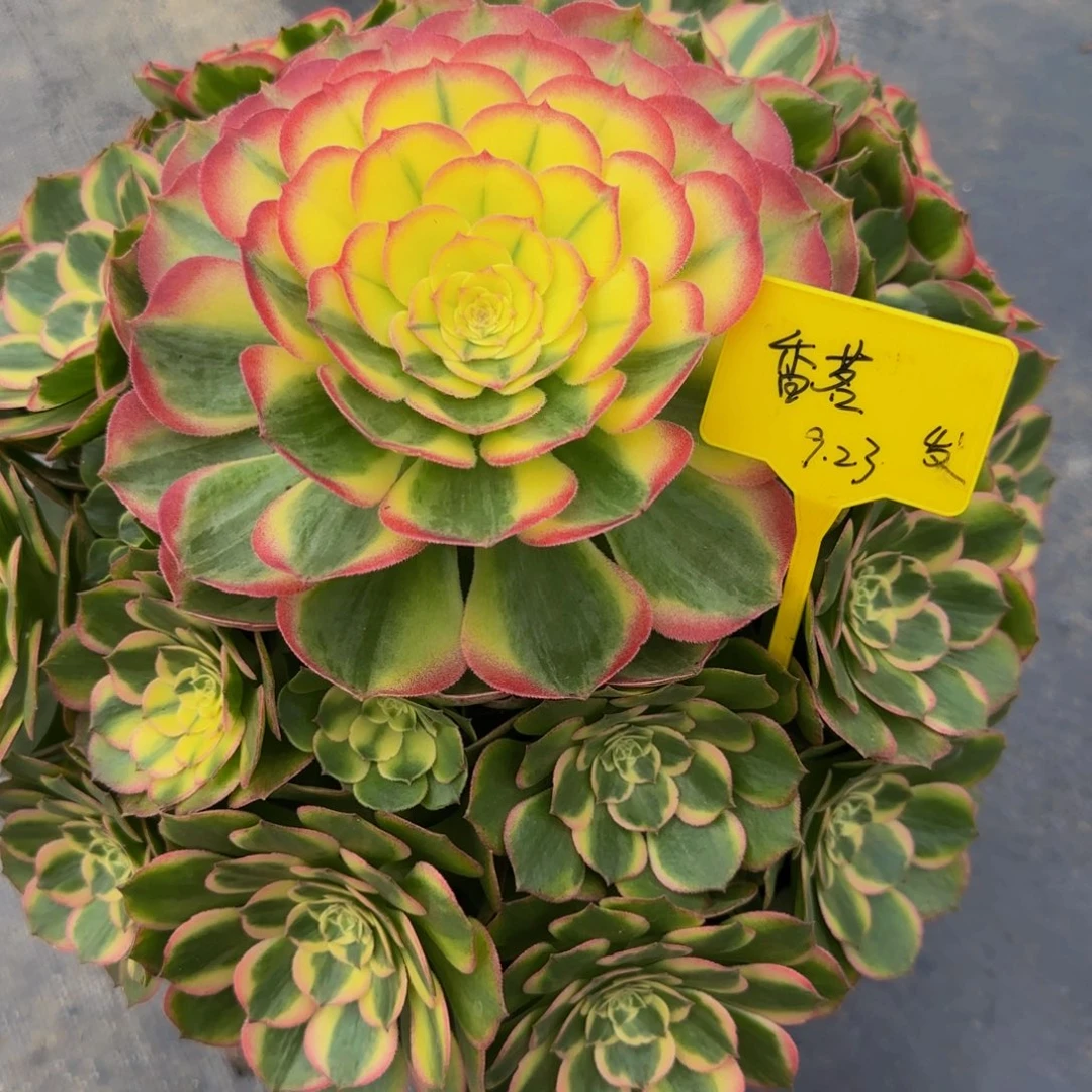 海仙法师锦88888888