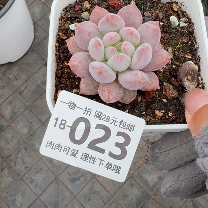 半夏多肉无盆土发货多肉多